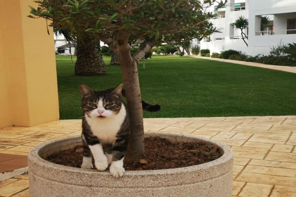 Casa En Urb. Con La Piscina Mas Grande De Javea. Kültér fotó